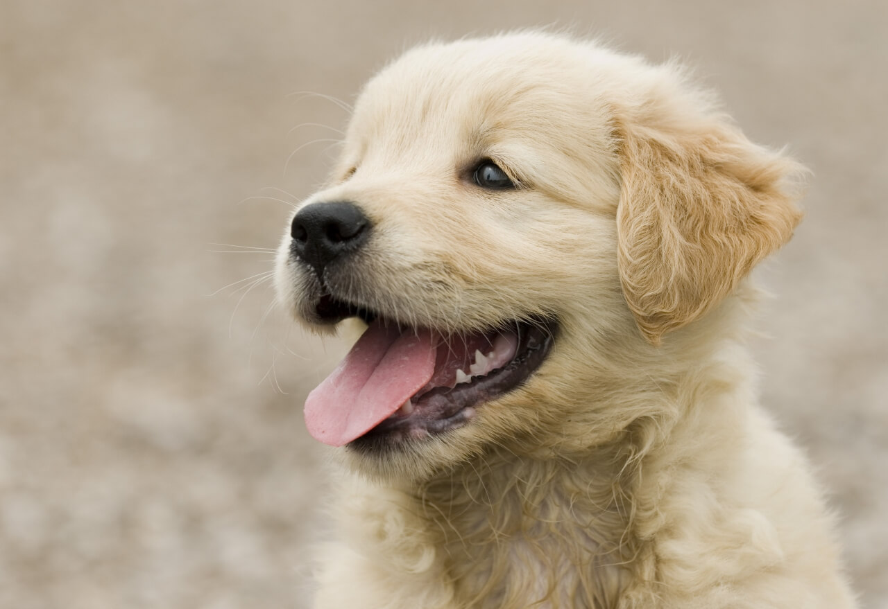Adorable golden retriever puppy waiting for the perfect name - dog name generator