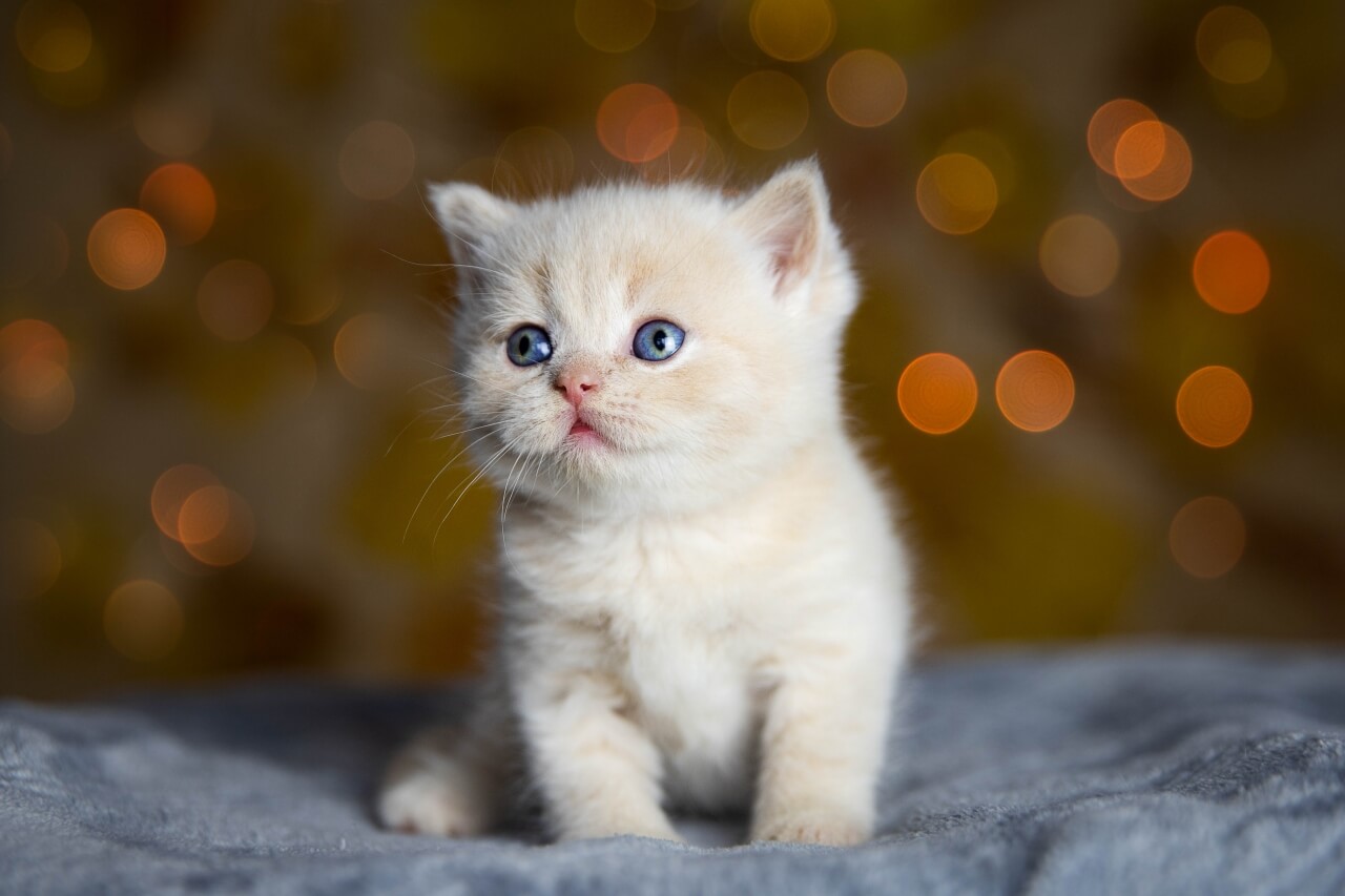 Adorable white kitten waiting for the perfect name - cat name generator